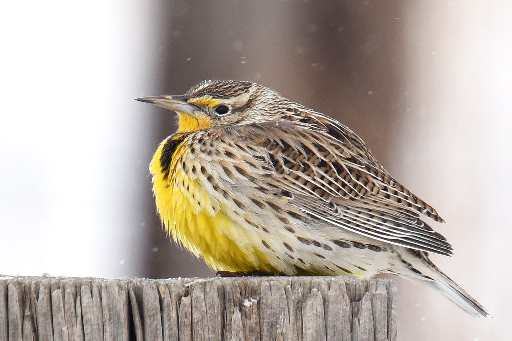 Western Meadowlark Weld County CO March 2019 A pretty … Flickr