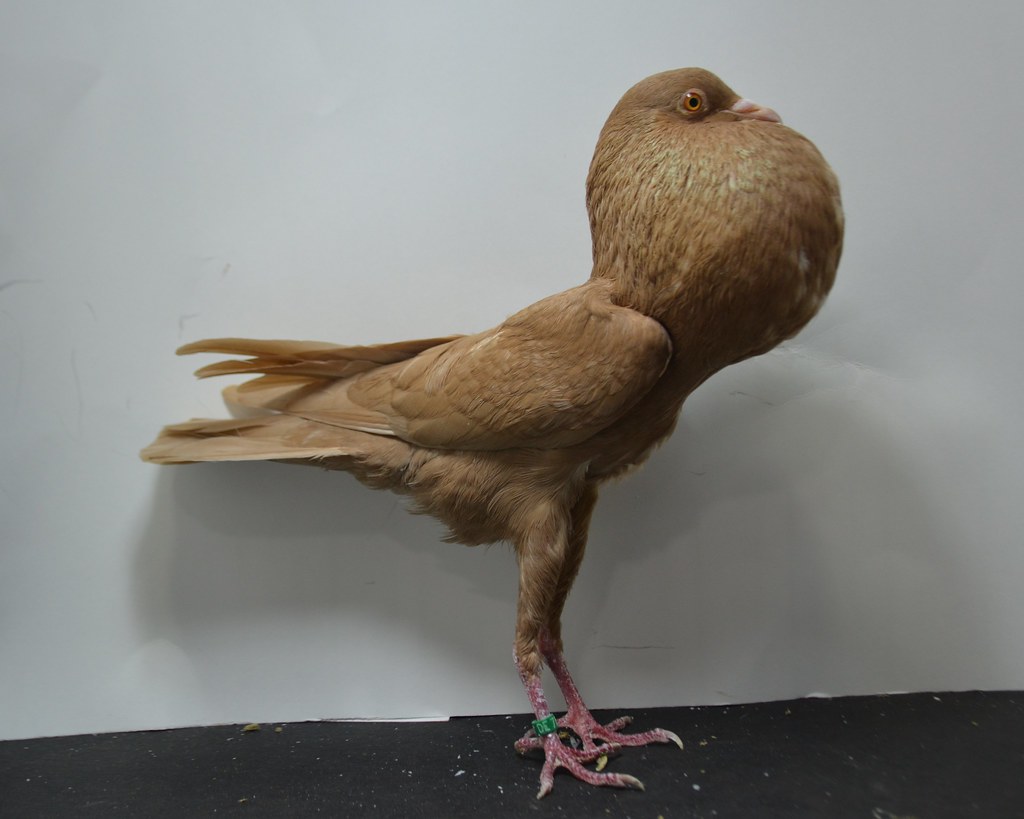 Yellow Brunner Pouter Vinny Critelli 775 Big Apple Invitational Flickr