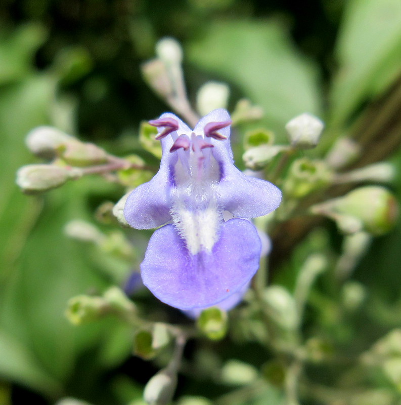 MAURITIUS PLANTS U V W X Y Z Flickr