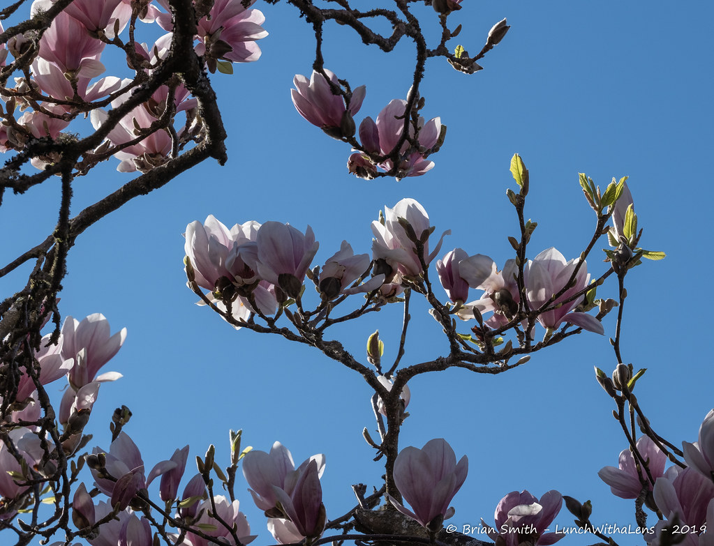 Seattle Spring 2019 Spring finally arrived! LunchWithaLens Flickr