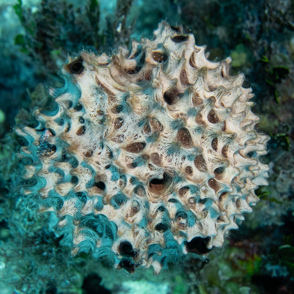 dead sponge ? Andrew McKinlay Flickr