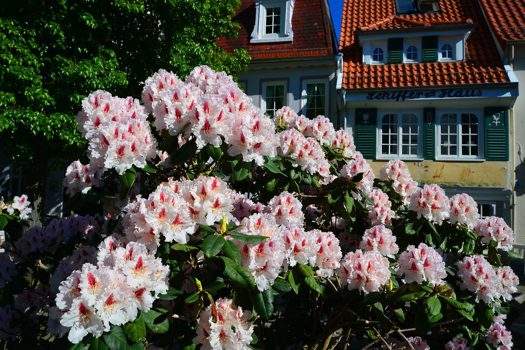 Bremen Schnoor Flowers Some flowers in the Schnoor. The … Flickr