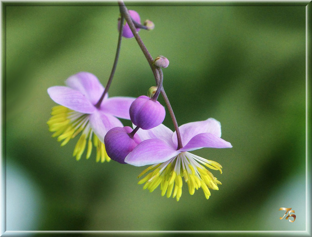 Daydream Believer It's going to be 35 tonight. I can hear… Flickr