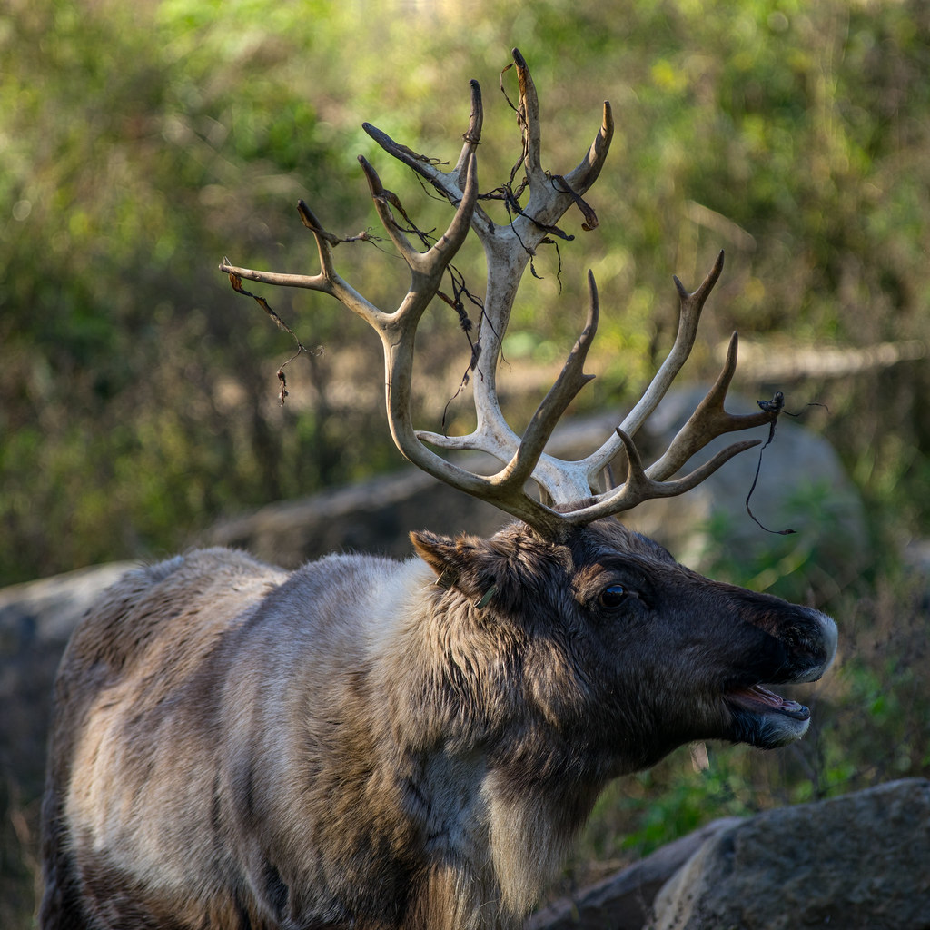 Caribou des bois SteAnne de Bellevue, Montréal… Flickr