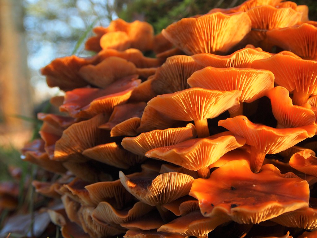 Velvet Shank Mushroom A mild winter making for good fungi … Flickr