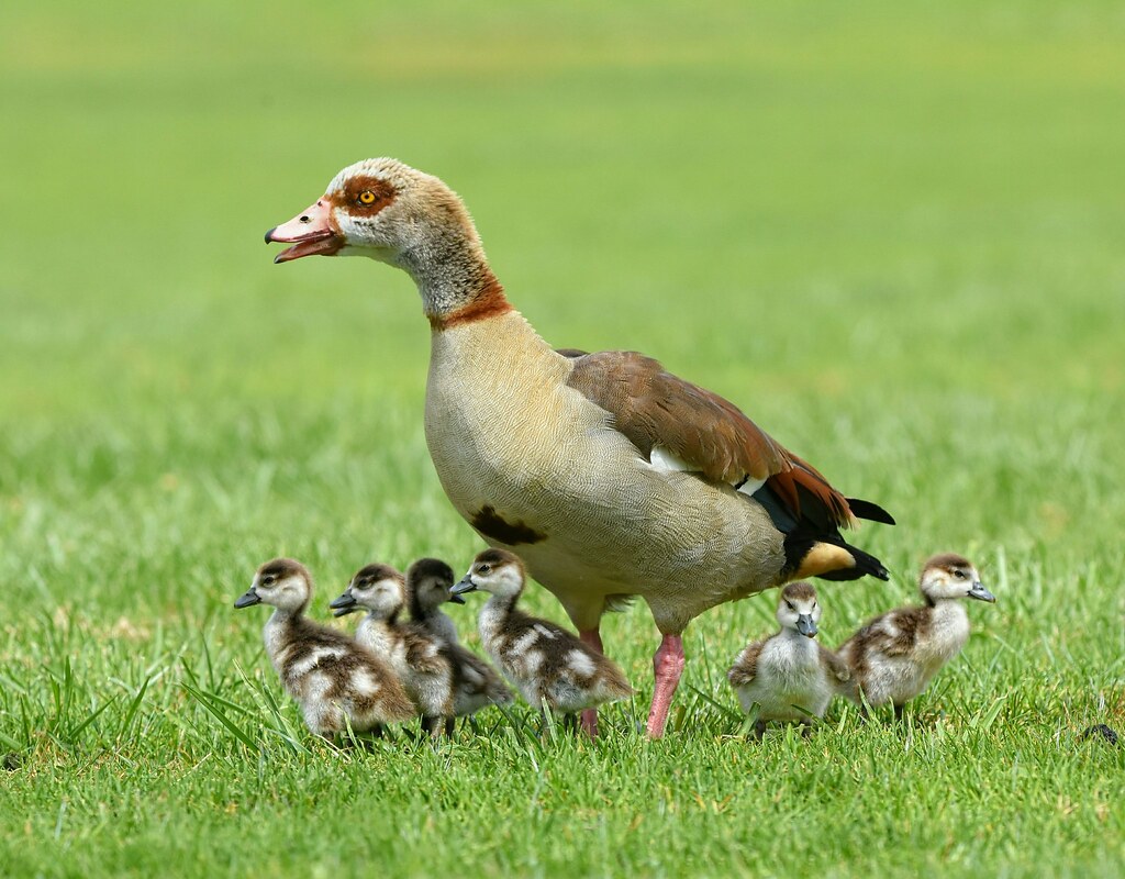 Egyptian Goose female with springtime babies 7 little gosl… Flickr
