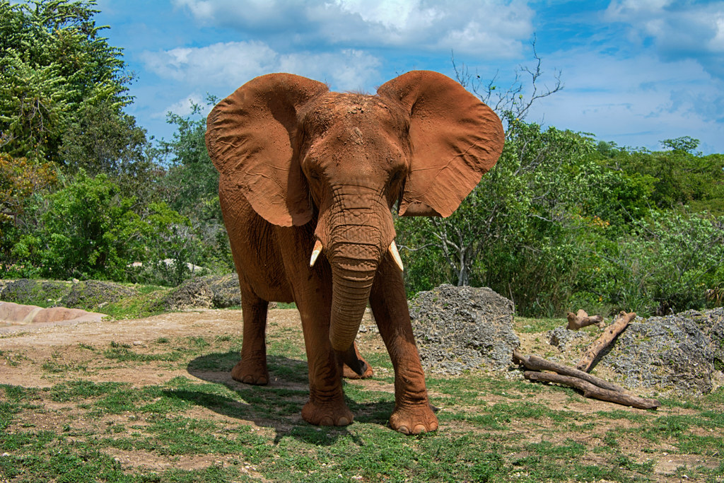 Stand your ground (Very limited computer time) ucumari photography