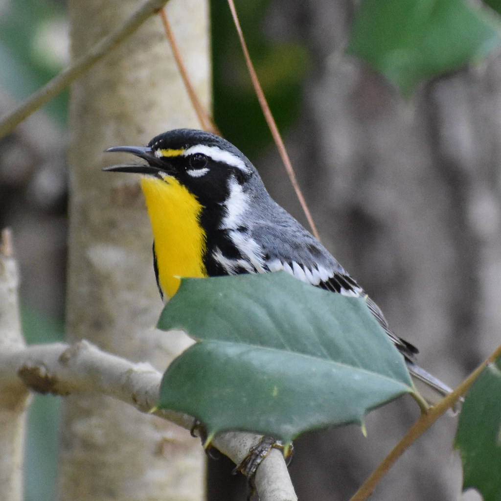 Yellowthroated Warbler Matoaka Woods Parula's Nature Flickr