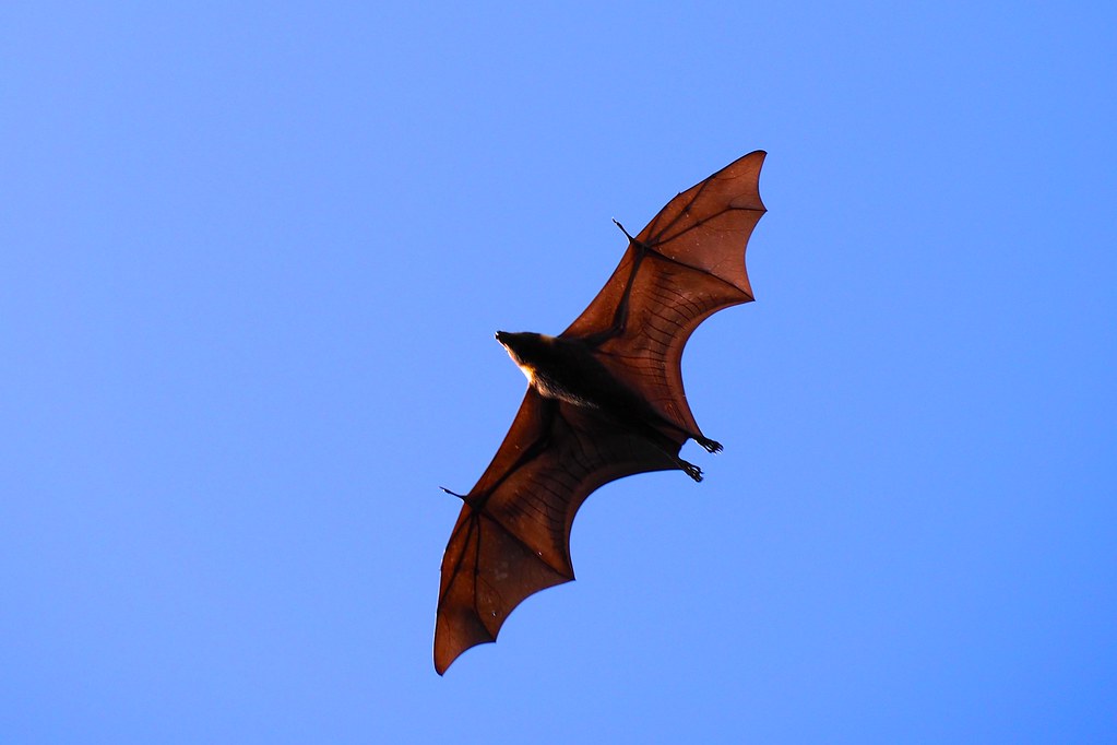 Fruit bat in flight, Cairns, Queensland, Australia Flickr