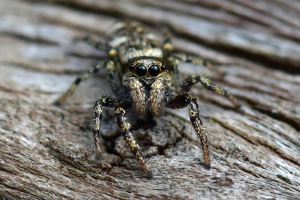 Zebra Spider Salticus scenicus This Zebra spider was e… Flickr