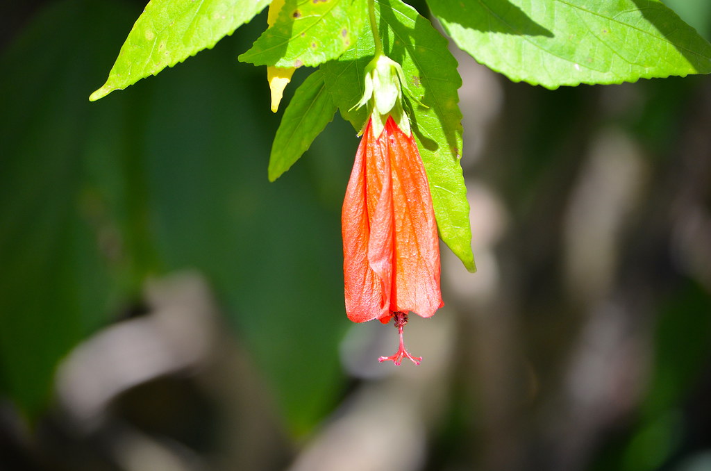 Roatan Flowers Flowers at Mahogany Bay, Roatan, Honduras. Neal Flickr