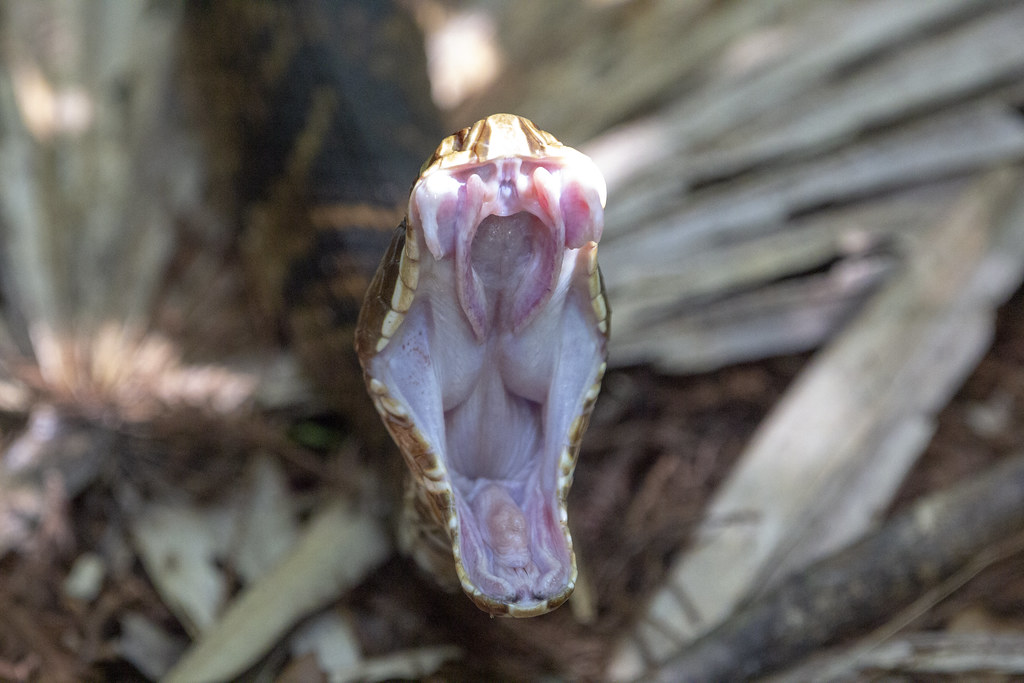 Water Moccasin Six Mile Cypress Slough Dennis Church Flickr
