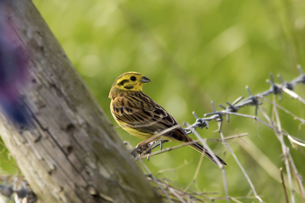 yellowhammer astley moss Michael Travers Flickr