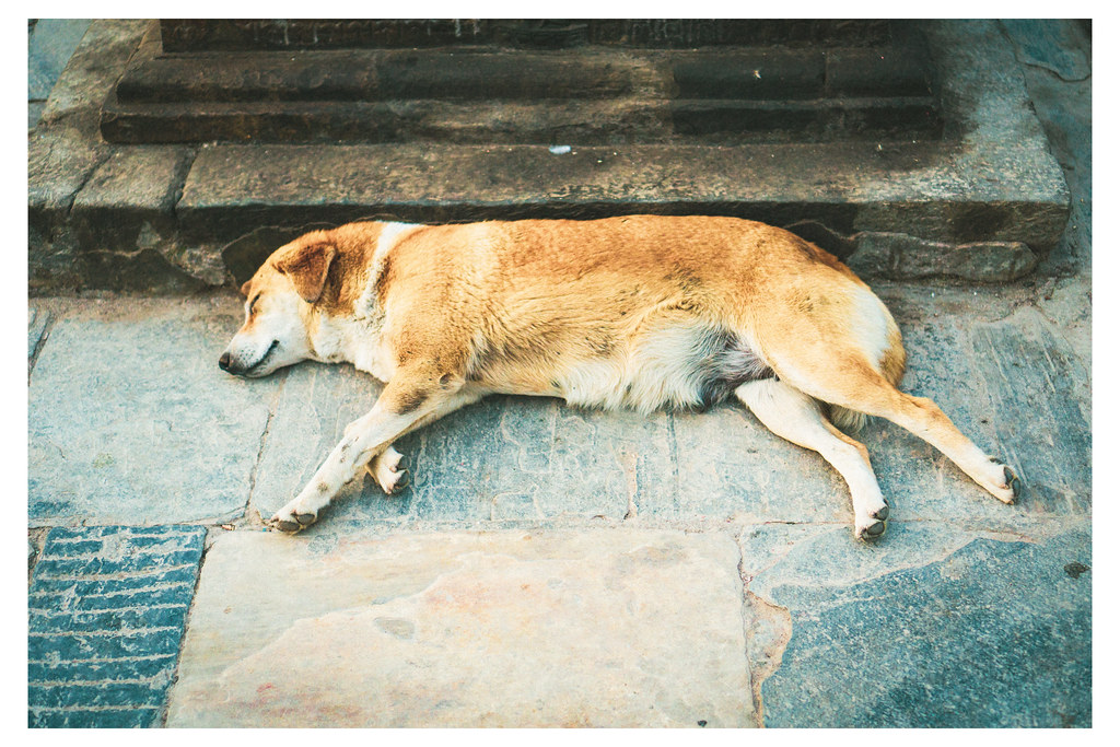 Sleeping Dog Swayambhunath Stupa, Kathmandu Nepal _… Flickr