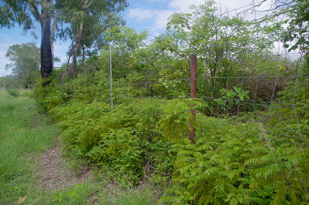 Murraya koenigii, Oak Valley, Townsville, QLD, 28/12/18 Flickr