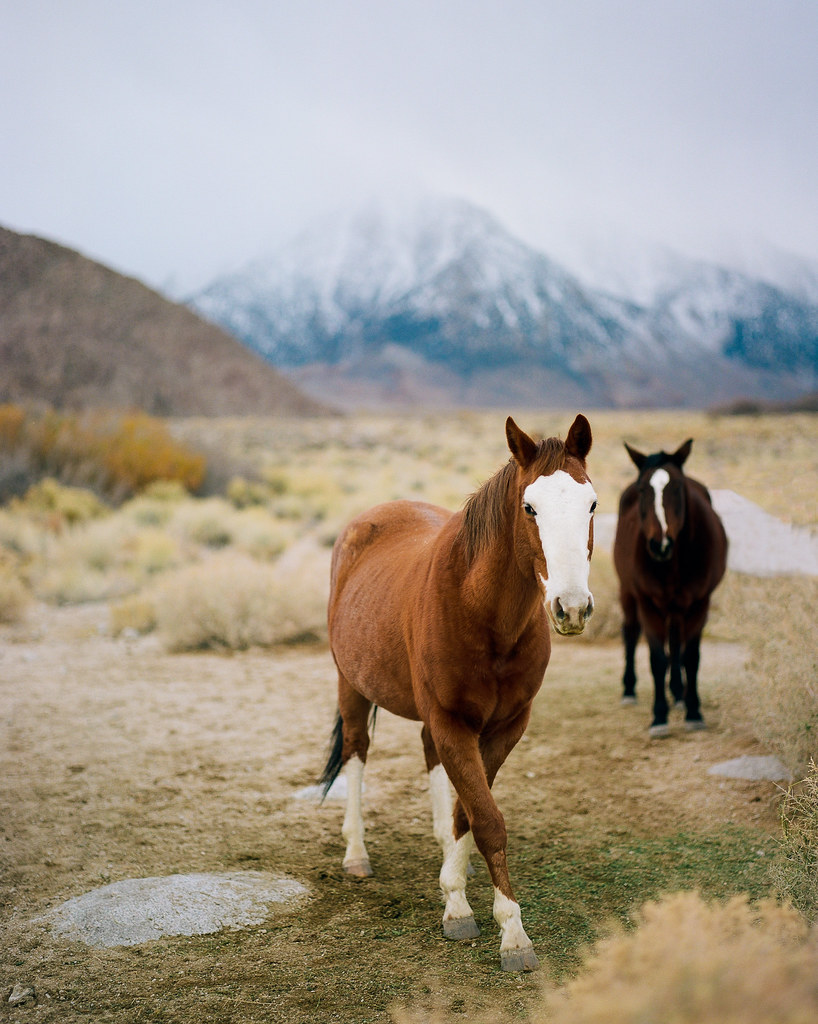 Horses of Alabama Hills Took a road trip up the Owens Vall… Flickr
