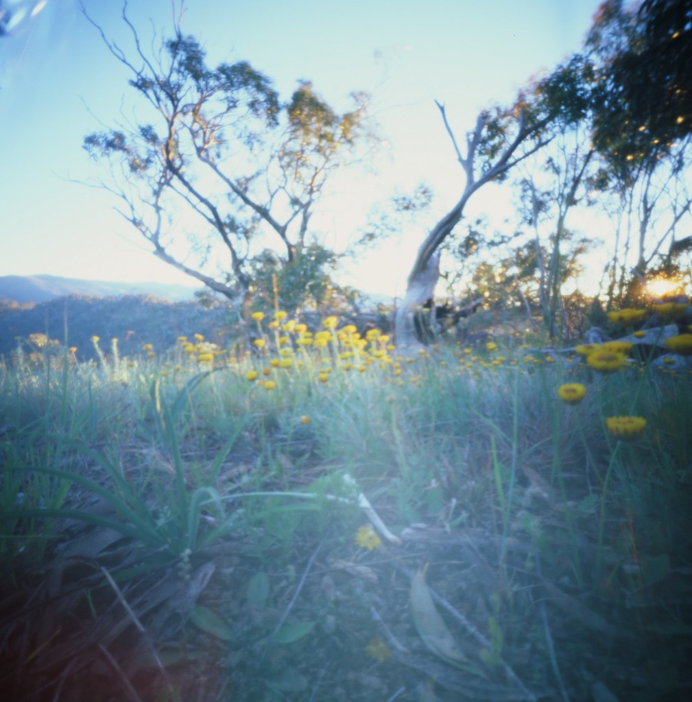 Snowgums, wild flowers Mt McDonald, Victoria, Australia, 6… Flickr