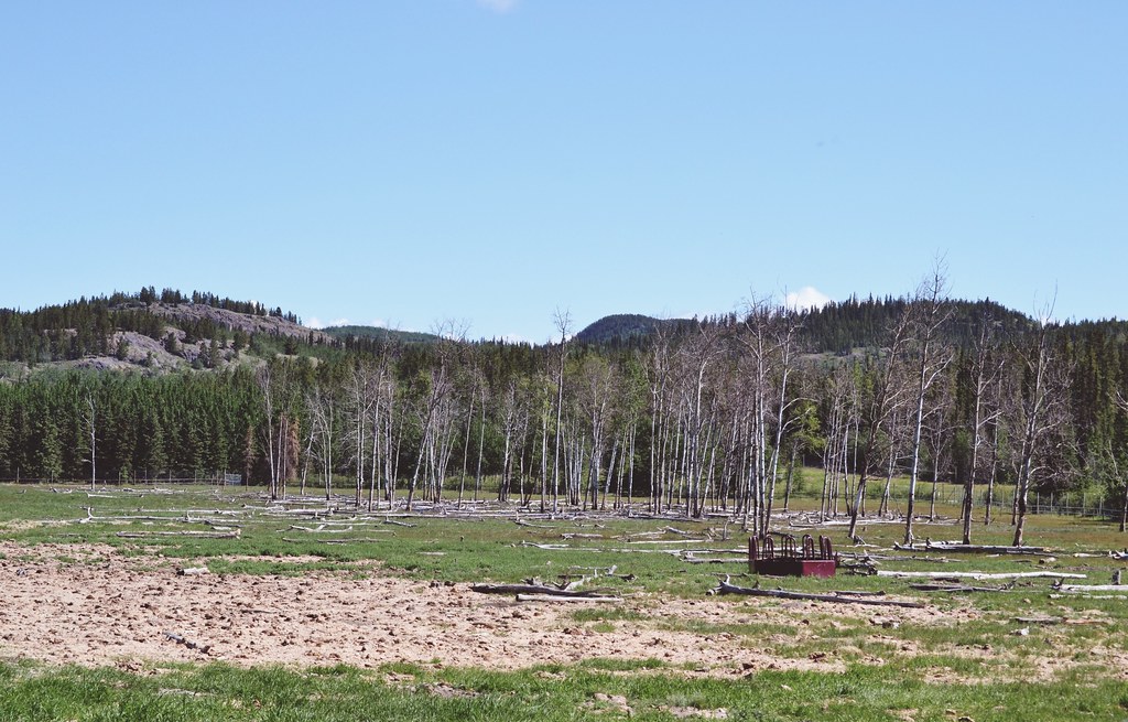 Yukon Wildlife Preserve 003. i threw a guitar at him. Flickr