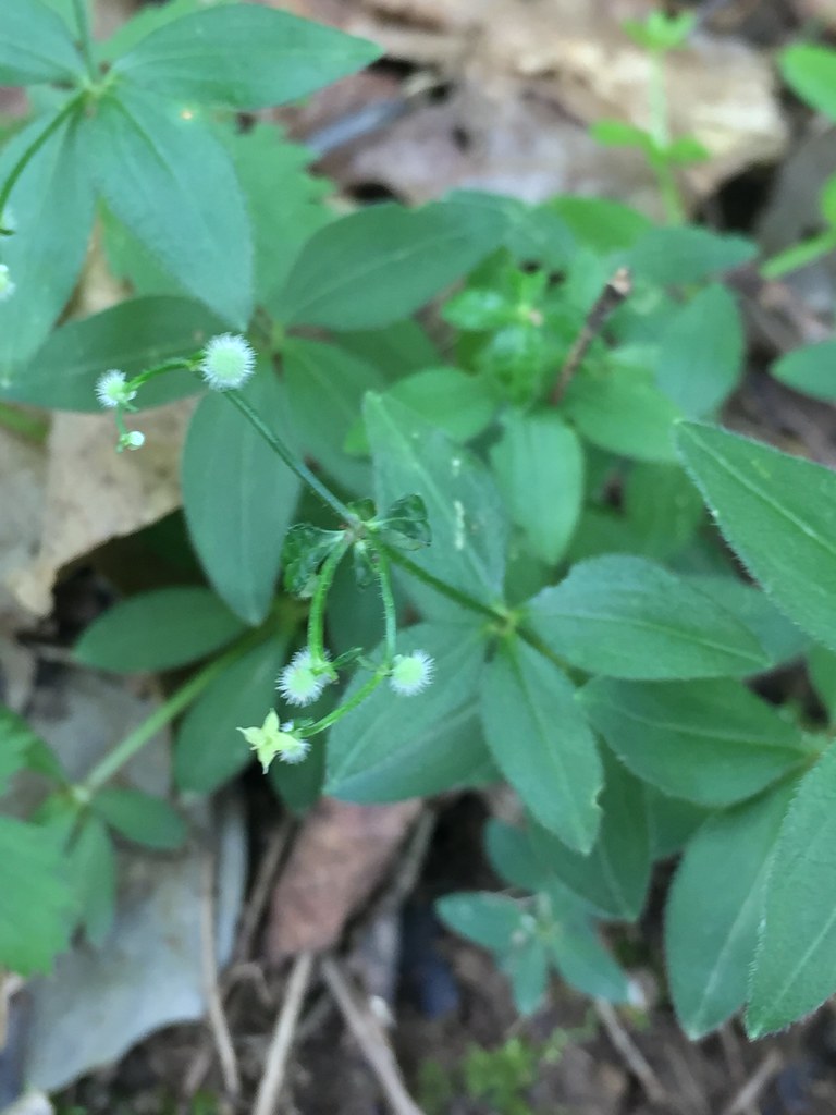 Licorice Bedstraw (Galium circaezans Rocky Gap SP Evitts Q… Flickr