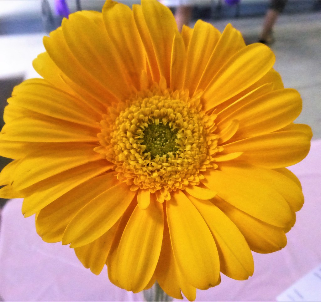 FLOWERS FROM THE FAIR ALAMEDA COUNTY JUL 2018 Flickr