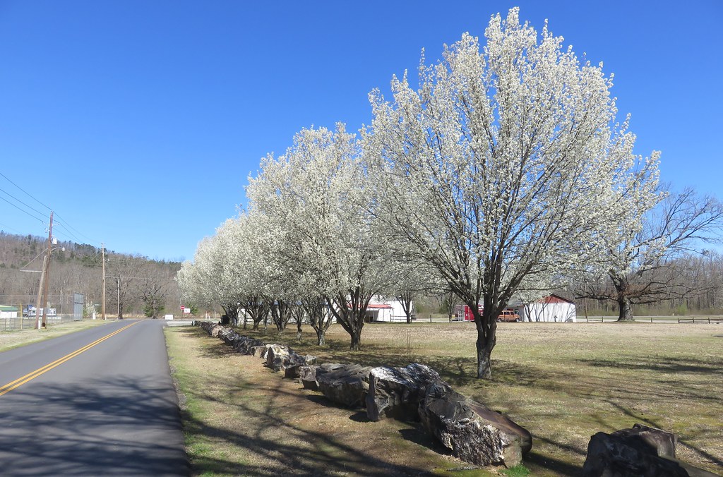 Mountain Pine, Arkansas Mountain Pine, Arkansas is a small… Flickr