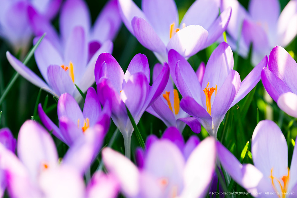 Early spring (2) Leuven (Belgium) Fotocollectief 2020 Flickr