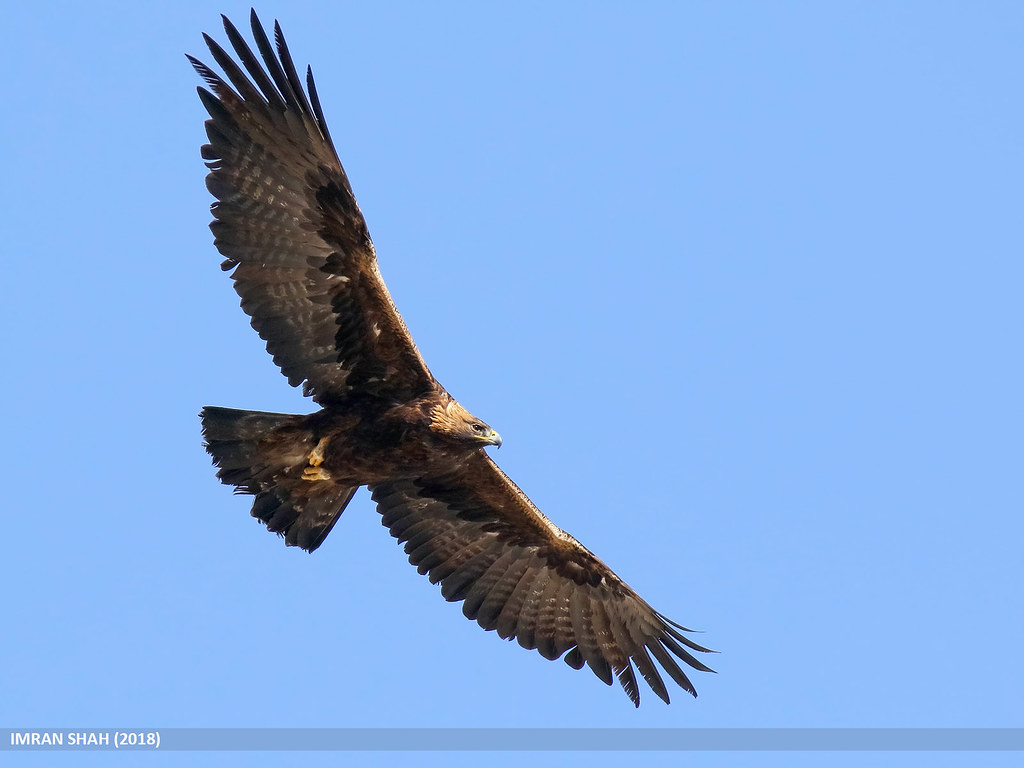 Golden Eagle (Aquila chrysaetos) Golden Eagle (Aquila chry… Flickr