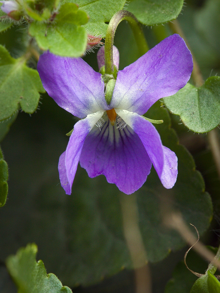 Wood violet Wood violet (Viola odorata) flower. Kwiat fioł… Flickr