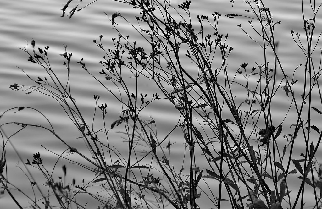 Blanco River's Edge Wimberley, TX Lynn Koch Flickr
