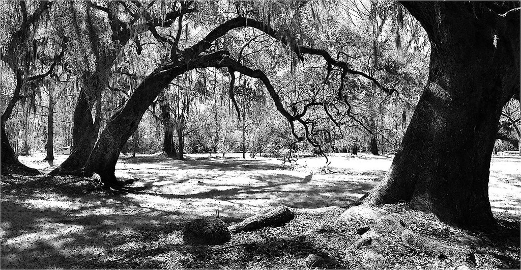 Live Oaks Charleston, South Carolina jasamataz Flickr