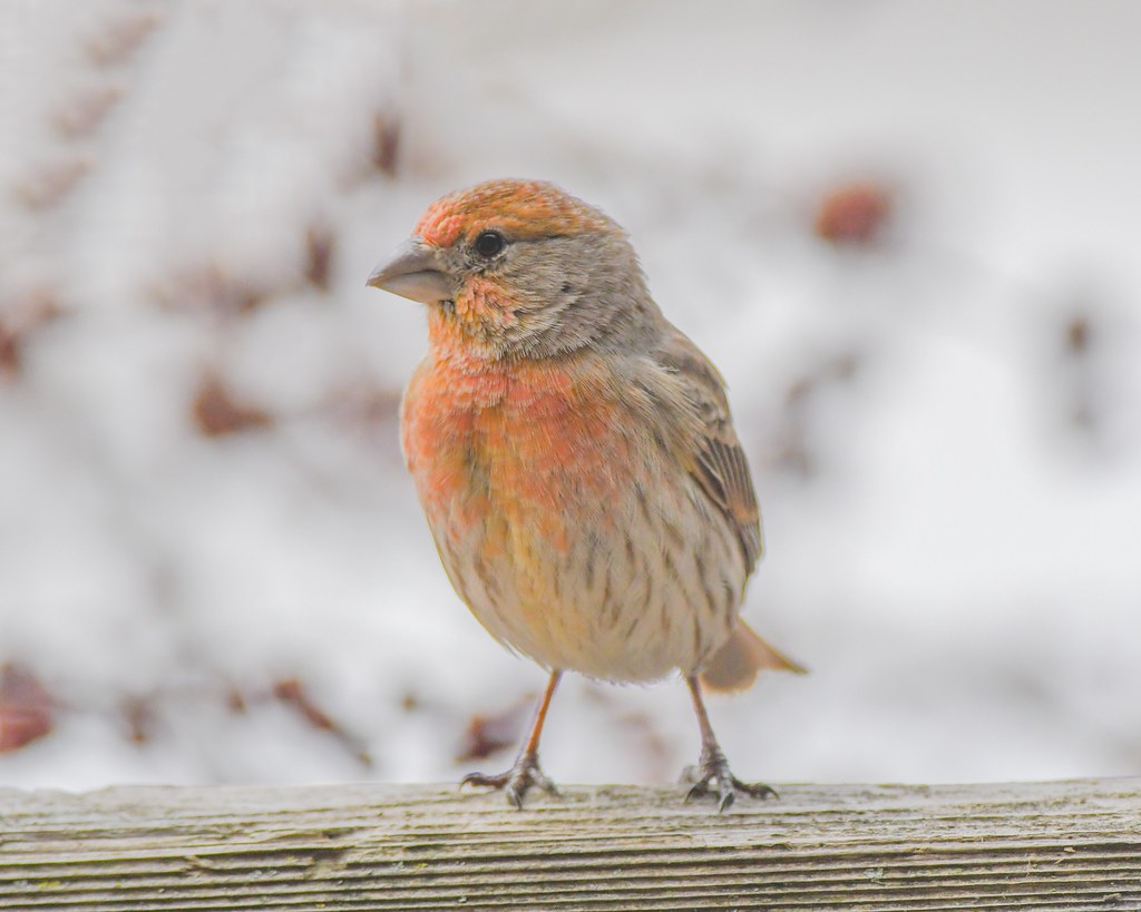 Yellow/orange morph house finch Andy Raupp Flickr