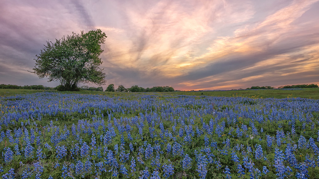 Springtime on the Post Oak Savannah in Texas As my grandso… Flickr