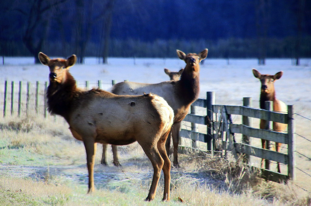 Boxley Valley Elk Northwest Arkansas Dan Davis Flickr