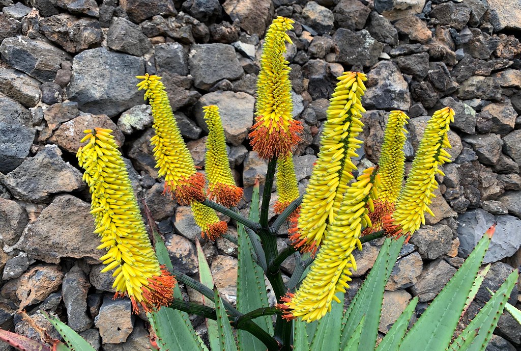 2019L066 Lanzarote Jardin de Cactus Wolfgang Appel Flickr