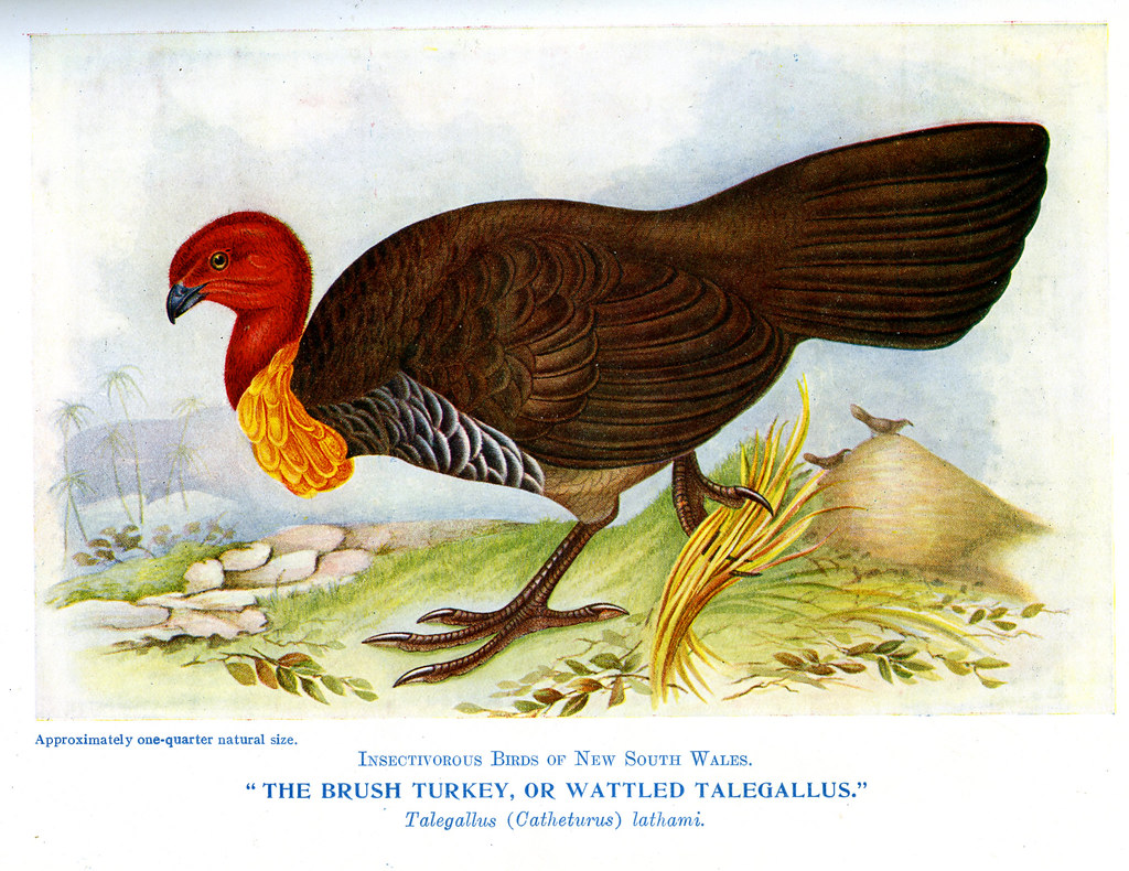 The Brush Turkey, or Wattled Talegallus (Talegallus, Cathe… Flickr