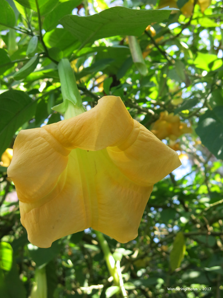 Brugmansia Angel's Trumpets Botanic Gardens Pyin Oo … Flickr
