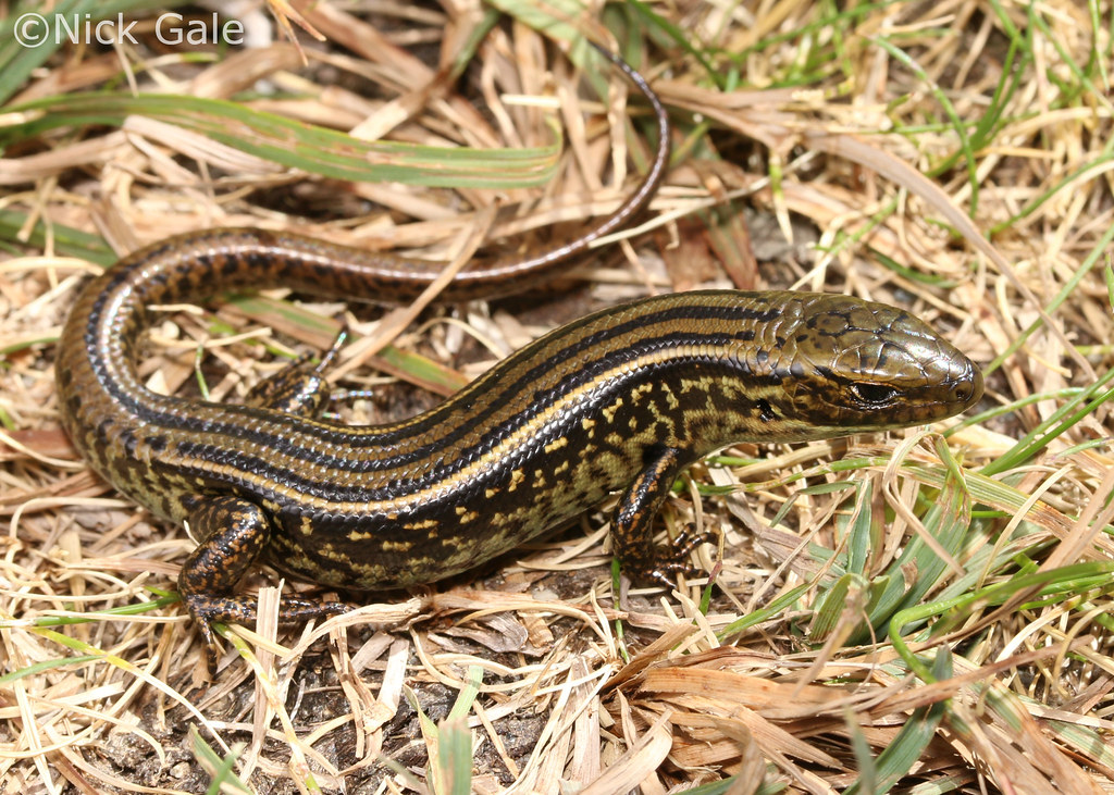 Alpine Water Skink (Eulamprus Kosciuskoi) | Kosciuszko Natio… | Flickr