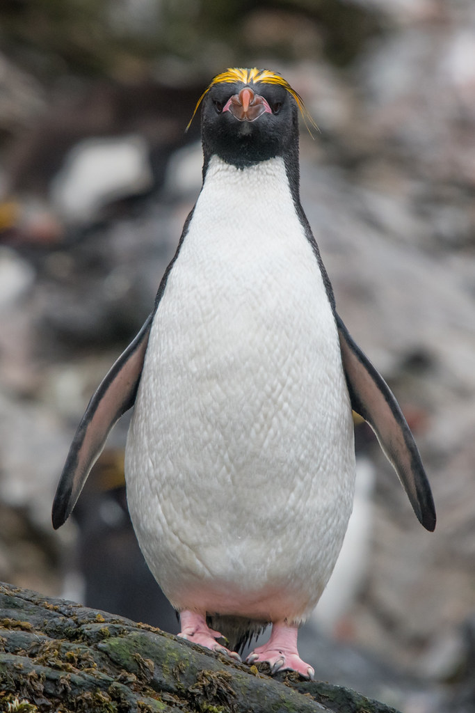 Penguin Bad Hair Day This is a Macaroni Penguin, named aft… Flickr