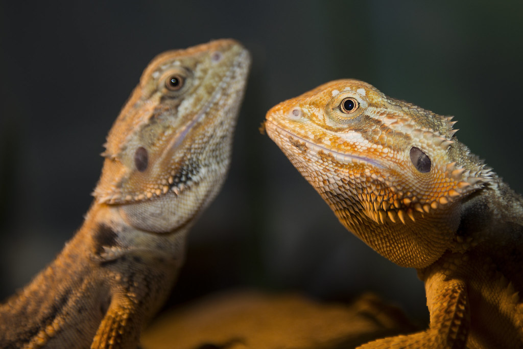 Bearded Dragon Jan Lykke Safe Flickr