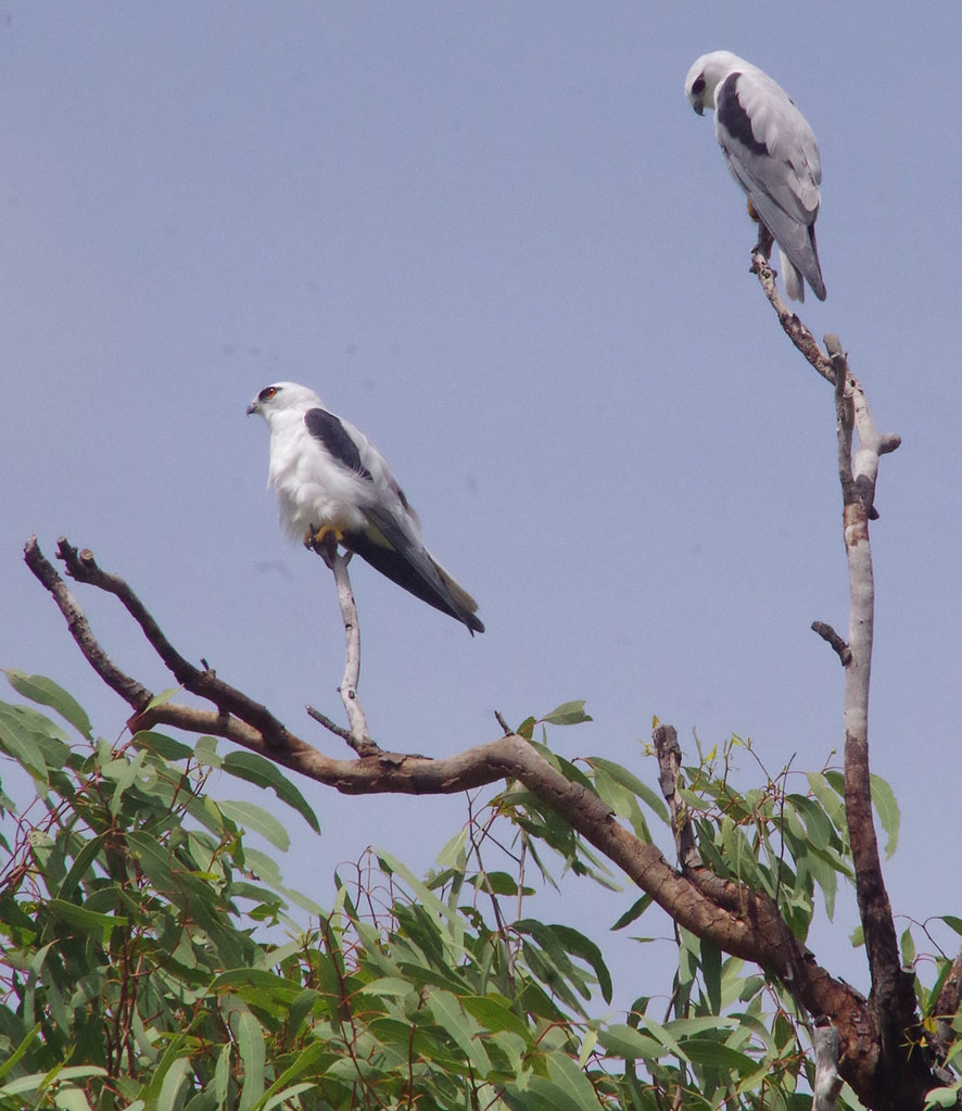 Blackshouldered kites, Burdekin River, Townsville Chart… Flickr