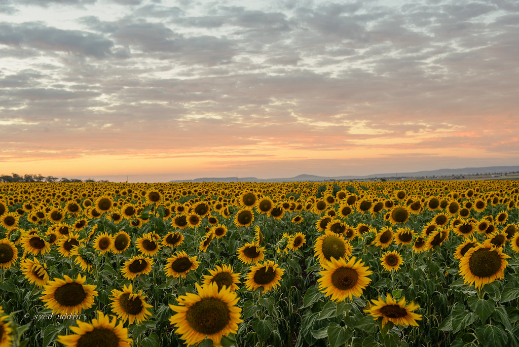 Allora sunflower, Queensland syed uddin Flickr