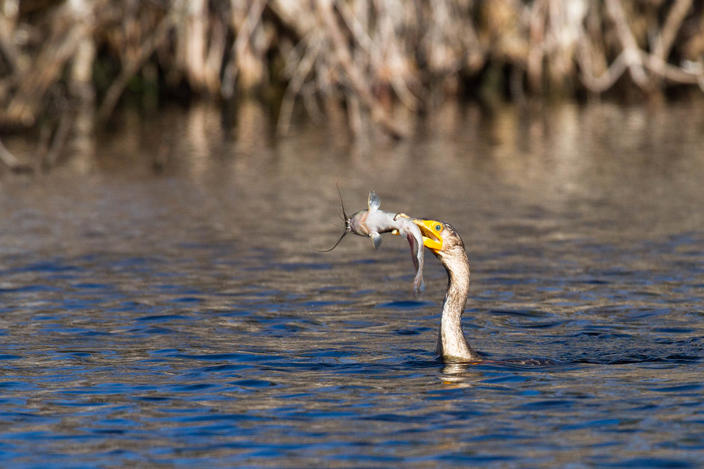 Cormorant with a an invasive walking catfish Jan Stefka Flickr