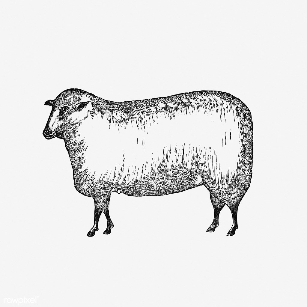 Vintage Sheep Illustration