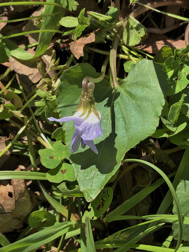 Missouri violet (Viola missouriensis) Violaceae Elmer W. O… Flickr