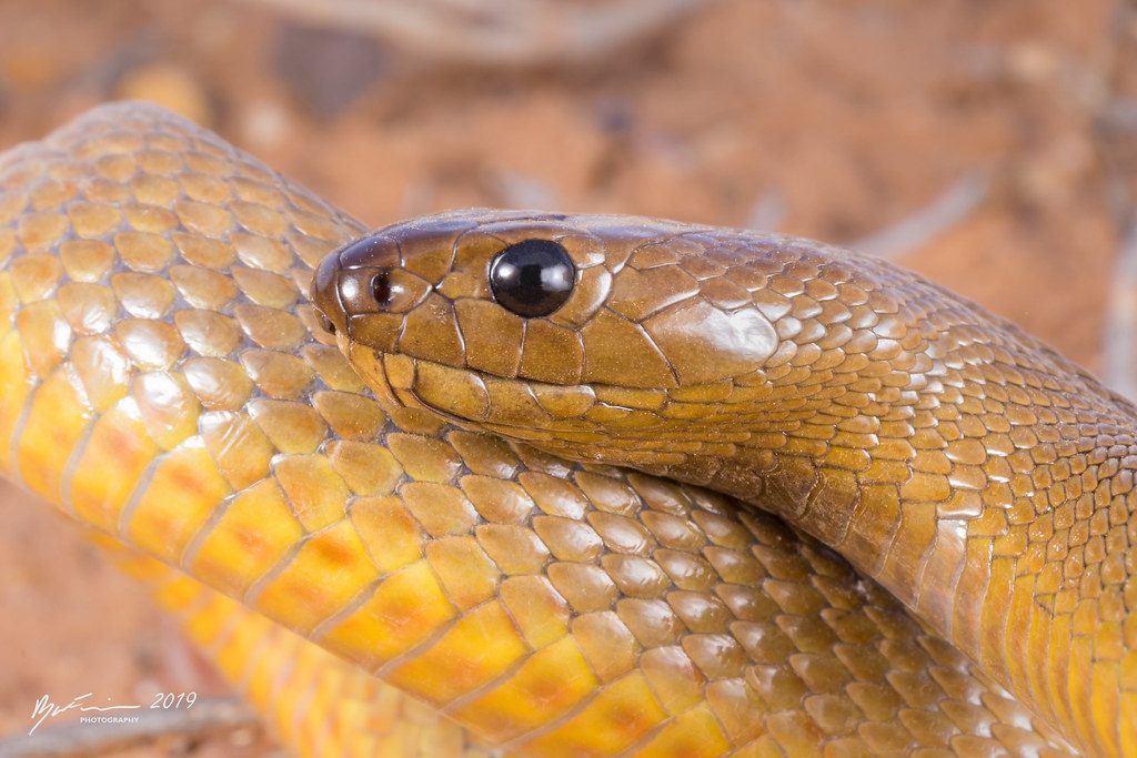 Inland Taipan The most venomous snake in the world after l… Flickr