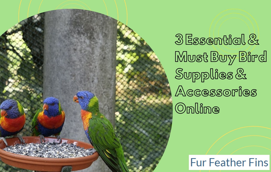 3 Essential & Must Buy Bird Supplies & Accessories Online Flickr