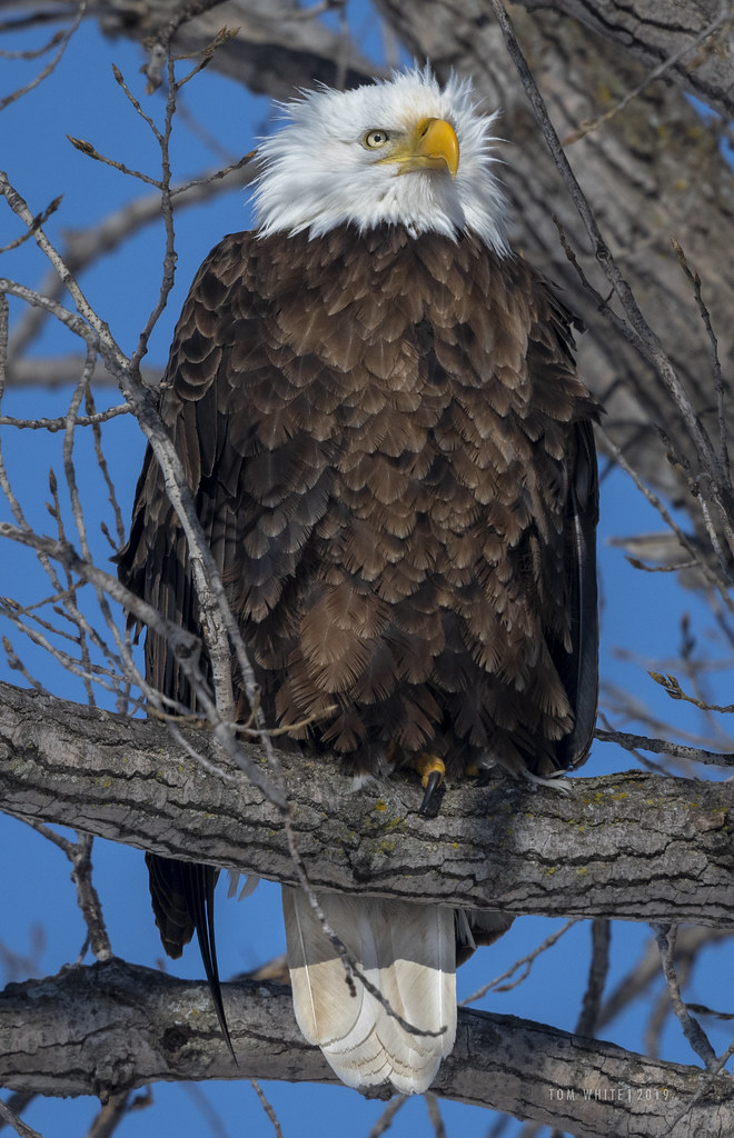 Bald Eagle, Saunders County, Nebraska A brisk northwest wi… Flickr
