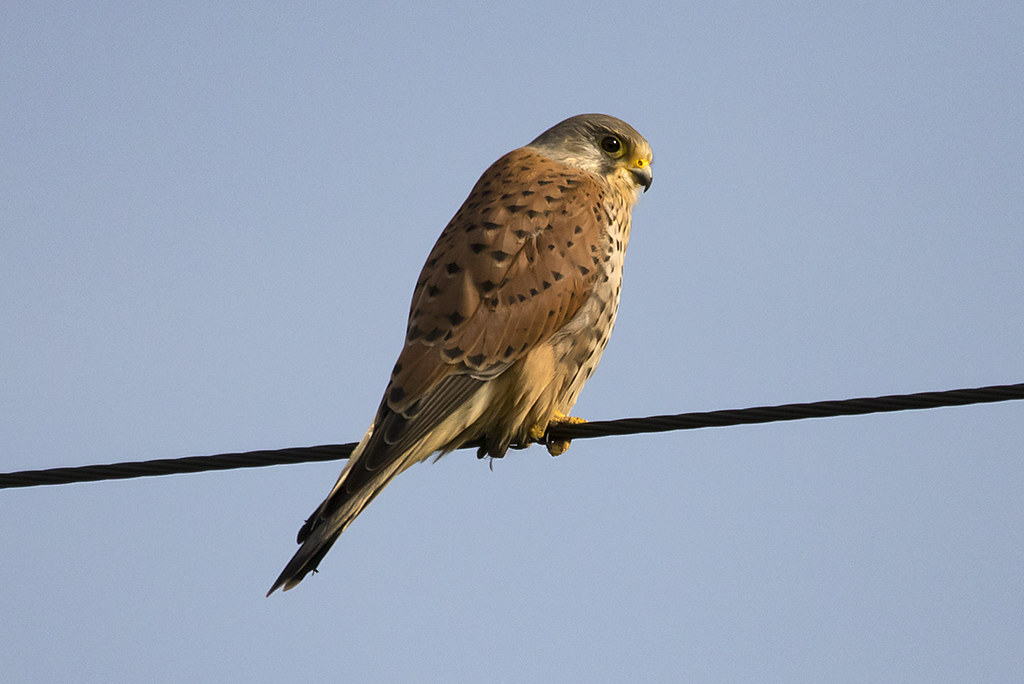 kestrel astley moss Michael Travers Flickr