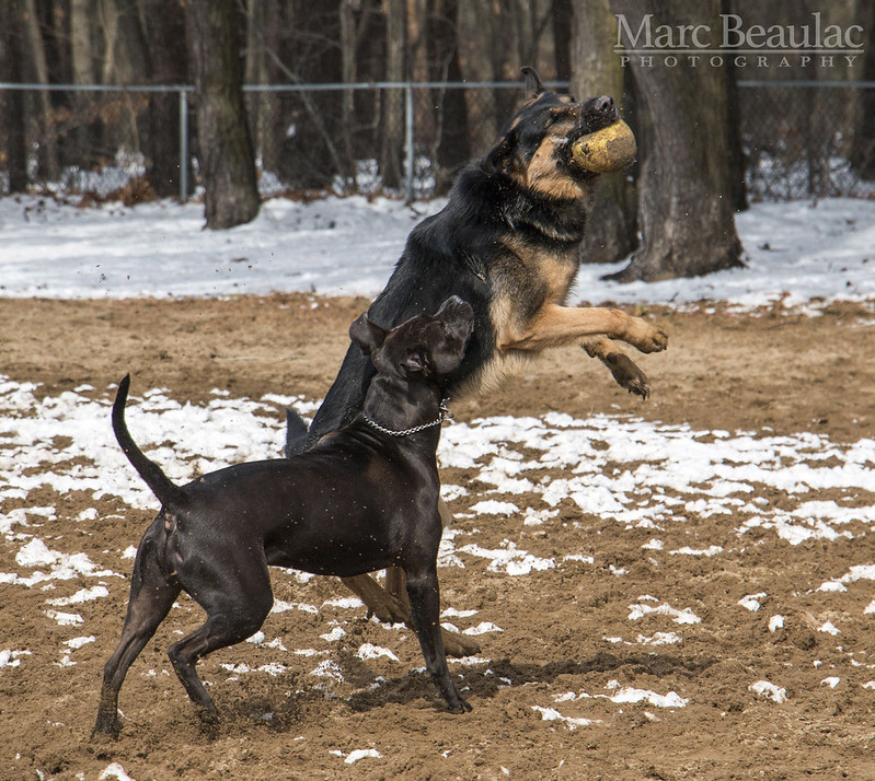 Warwick City Dog Park XLX Flickr