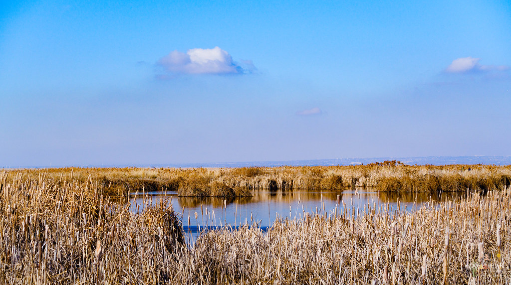 Farmington Bay, January 26, 2019 Farmington Bay, January 2… Flickr